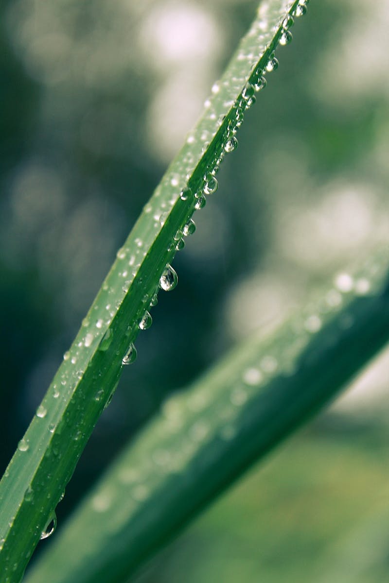 Shallow Focus of Green Leafed Plant