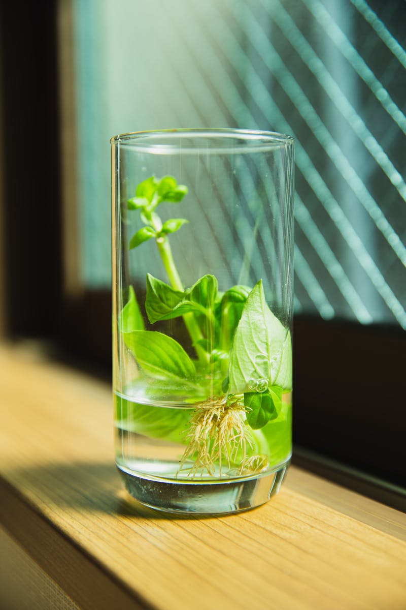 Green seedling with leaves and roots in transparent glass with water placed near window