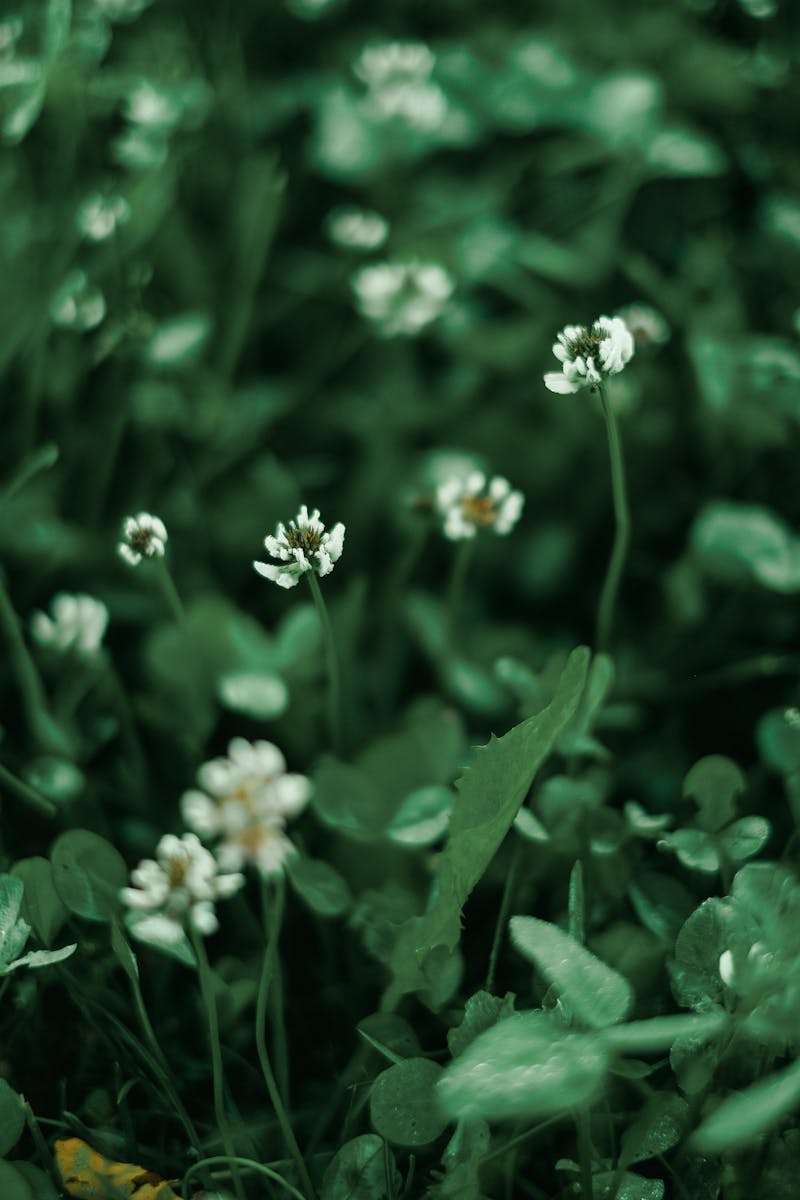 White Flowers With Green Leaves